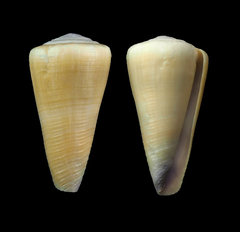Conus emaciatus