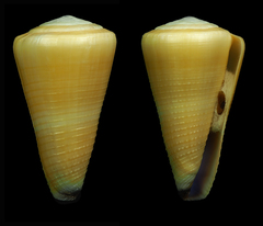 Conus emaciatus