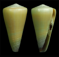 Conus emaciatus