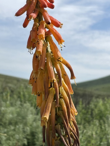 Kniphofia paludosa