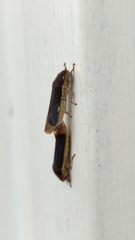 Cicadellidae