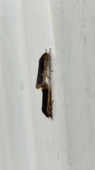 Cicadellidae