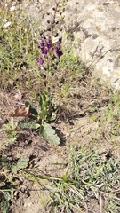 Verbascum phoeniceum