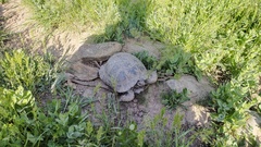 Testudo graeca armeniaca