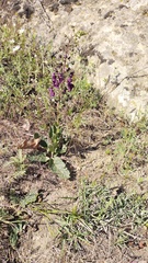 Verbascum phoeniceum