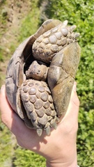 Testudo graeca armeniaca