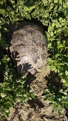 Testudo graeca armeniaca