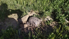 Testudo graeca armeniaca