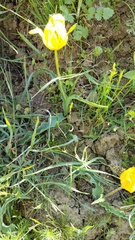 Tulipa suaveolens