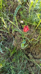 Tulipa suaveolens