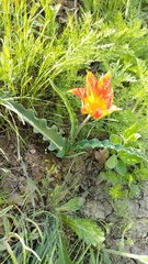 Tulipa suaveolens
