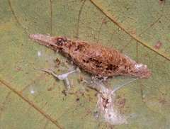Odontomantis