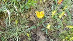 Tulipa suaveolens