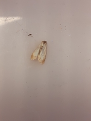 Chrysoteuchia culmella
