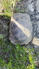 Testudo graeca armeniaca