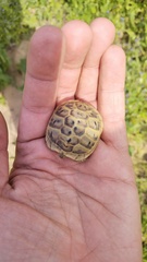 Testudo graeca armeniaca