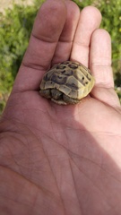 Testudo graeca armeniaca