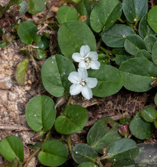 Evolvulus nummularius