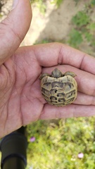 Testudo graeca armeniaca