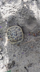 Testudo graeca armeniaca