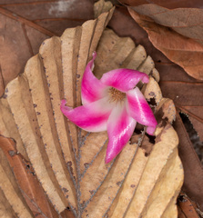Dipterocarpus