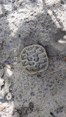 Testudo graeca armeniaca