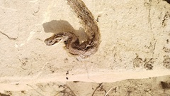Macrovipera lebetinus