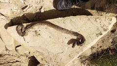 Macrovipera lebetinus