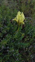 Iris pumila