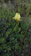 Iris pumila