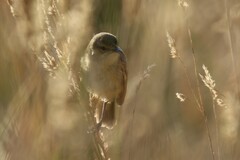 Acrocephalus australis