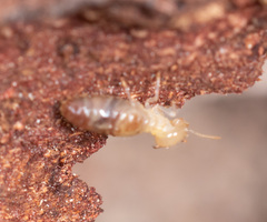 Termitinae