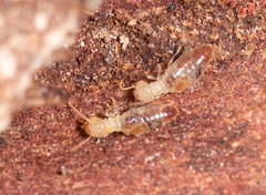 Termitinae