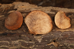 Lentinellus castoreus