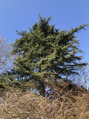 Cedrus libani