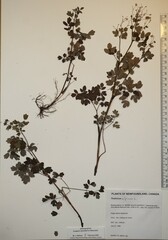 Thalictrum alpinum