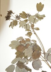 Thalictrum alpinum