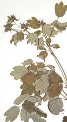 Thalictrum alpinum