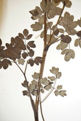 Thalictrum alpinum