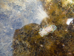 Micromelo undatus