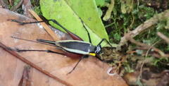 Nisitrus