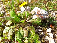 Crepis sancta