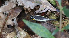 Nisitrus