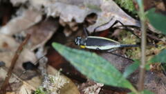 Nisitrus