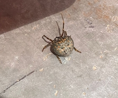 Mastophora carpogaster