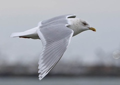 Larus glaucoides kumlieni