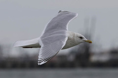 Larus glaucoides kumlieni