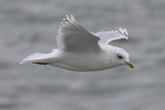 Larus glaucoides kumlieni