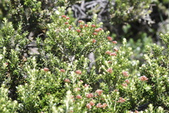 Ozothamnus alpinus