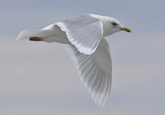 Larus glaucoides kumlieni